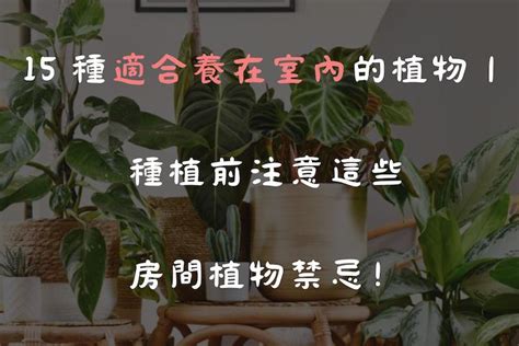 在家種植物|15 種適合養在室內的植物｜種植前注意這些房間植物 